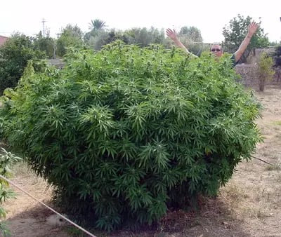 Riesige Paradise Seeds Pflanze für draußen.