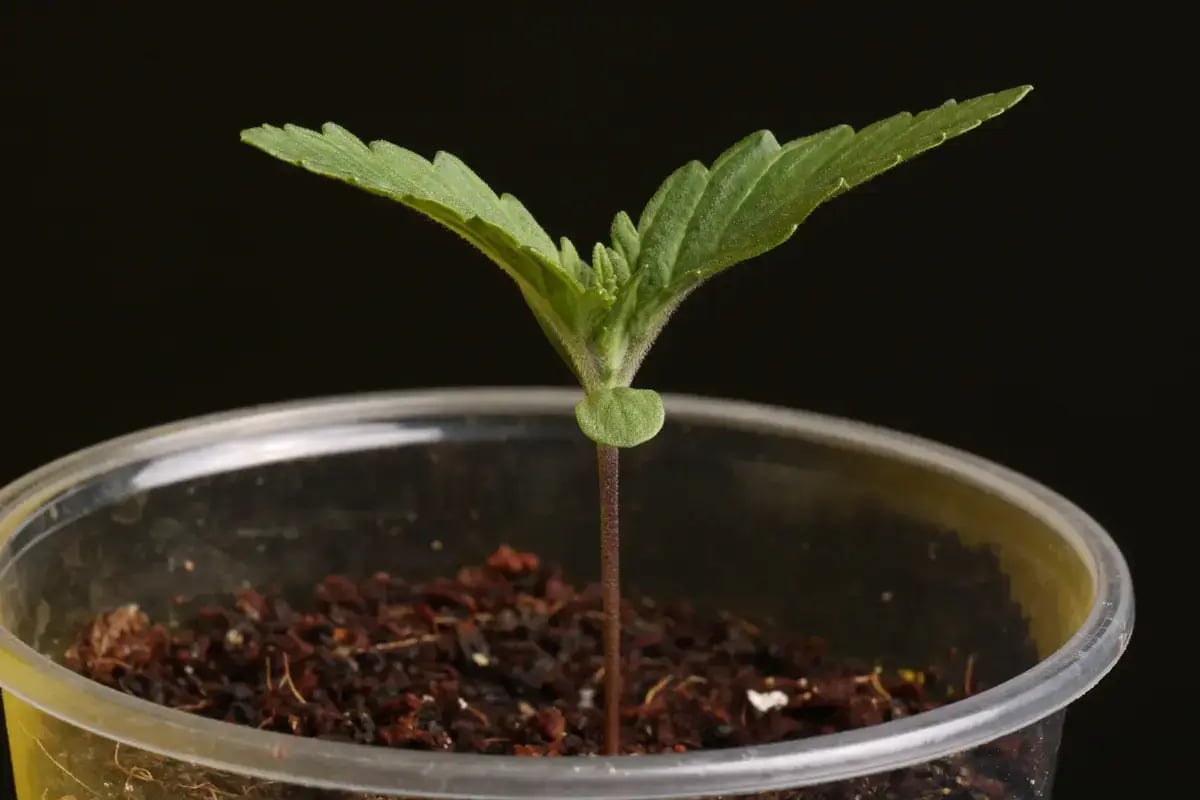 Semis de Mendocino Skunk weed.