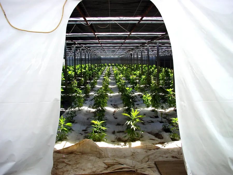 Setzlinge in einem Schweizer Gewächshaus von Paradise Seeds 