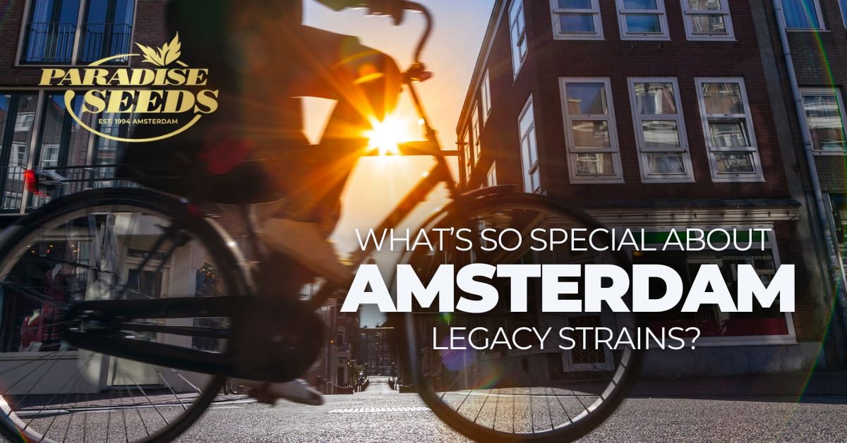 Amsterdam legacy cannabis strains cover