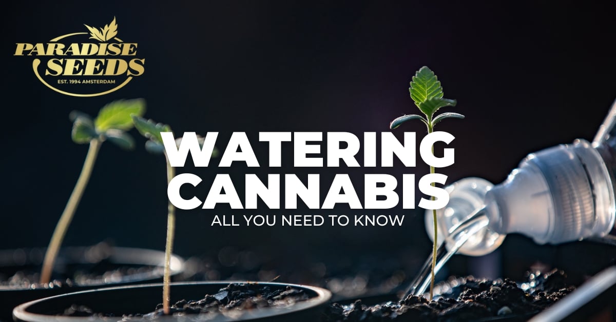 Watering cannabis article cover image