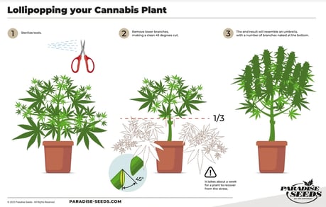 Outdoor cannabis plant lollipop pruning method