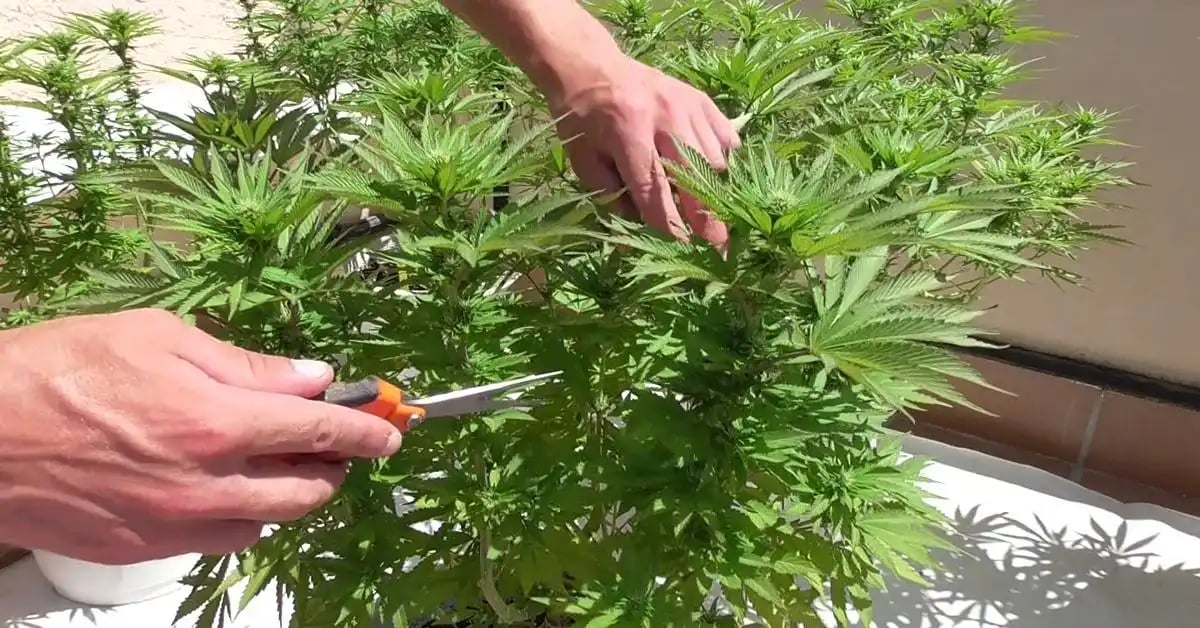 Comment réaliser une « lollipop » sur un plant de cannabis.