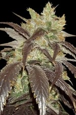 Spoetnik#1 cannabis seeds