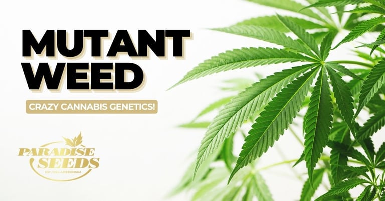 Mutant Weed : La génétique du cannabis en folie !