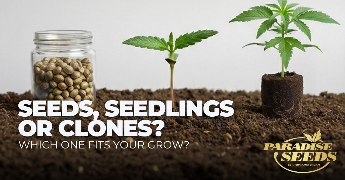 Seeds, seedlings or cannabis clones article cover