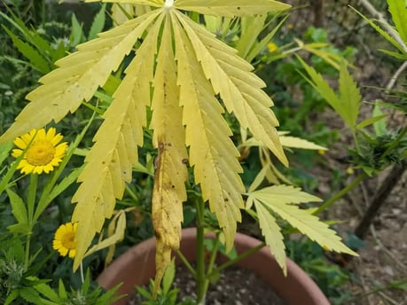 Nährstoffprobleme bei Cannabis - ein Blatt zeigt Manganmangel.
