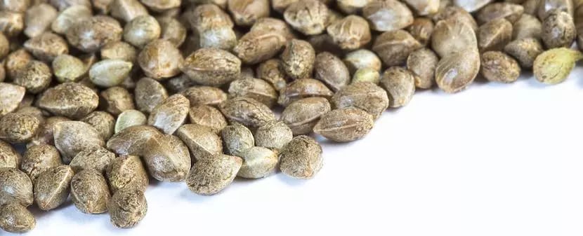 Cannabis seeds