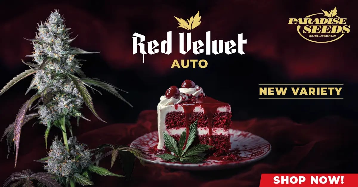 New Autoflower Variety, Red Velvet