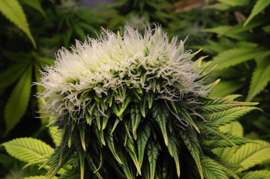 Cannabis mutant - Polyploïdie