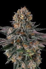 Orange Moon cannabis plant from the Black Amber Collection from Compound Genetics sold by Paradise Seeds