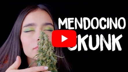 Mendocino Skunk - Seed to Harvest by Homegrow TV