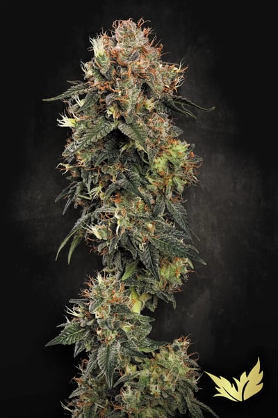 Dutch Kush