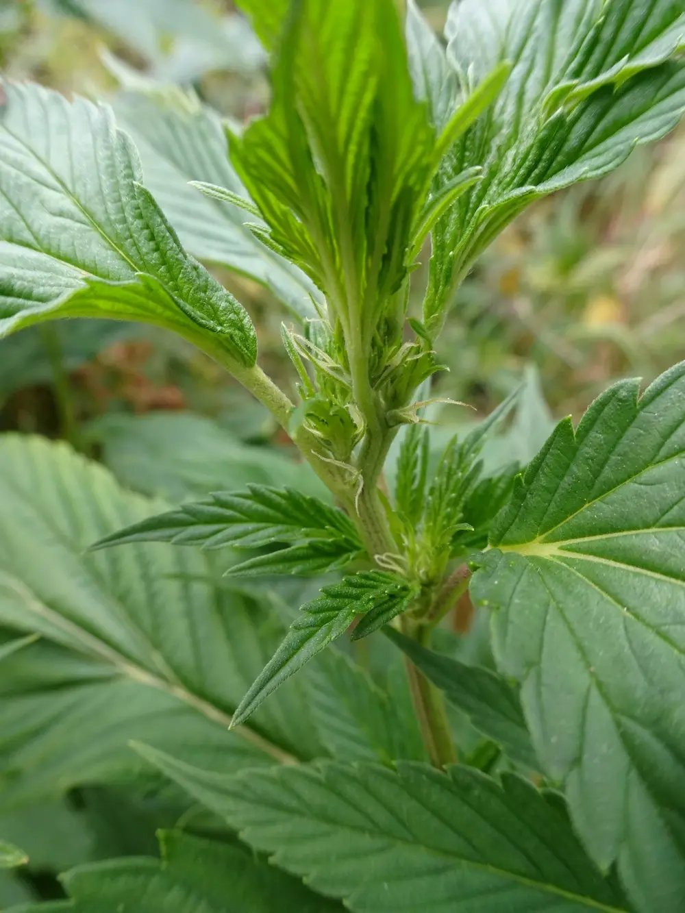 Eendenvoet Mutatie bij Cannabis