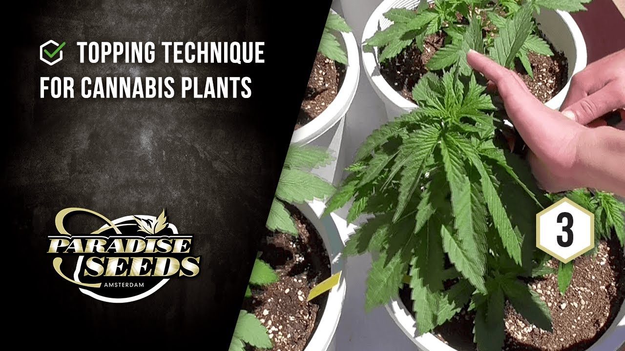 Topping cannabis explained