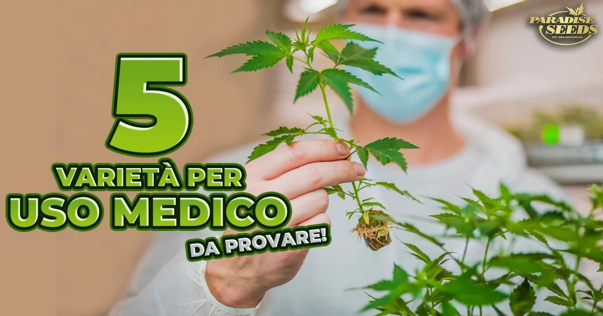 Cannabis Medica