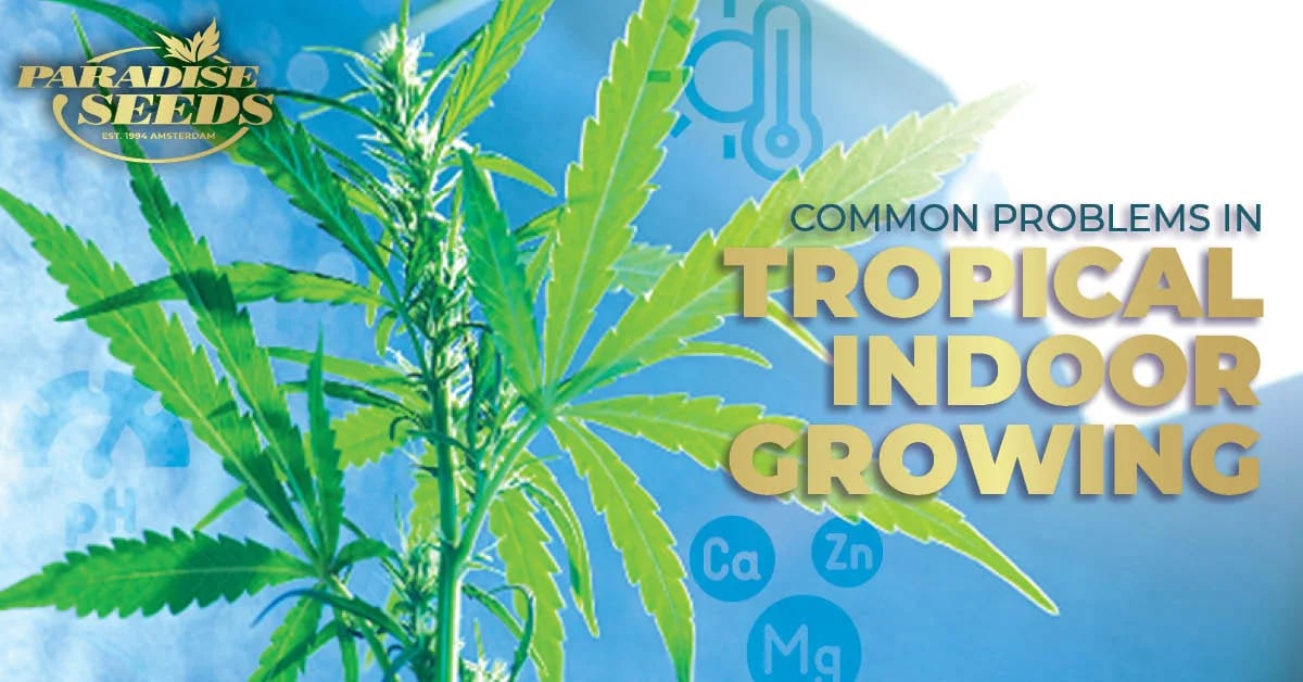 tropical indoor weed grow