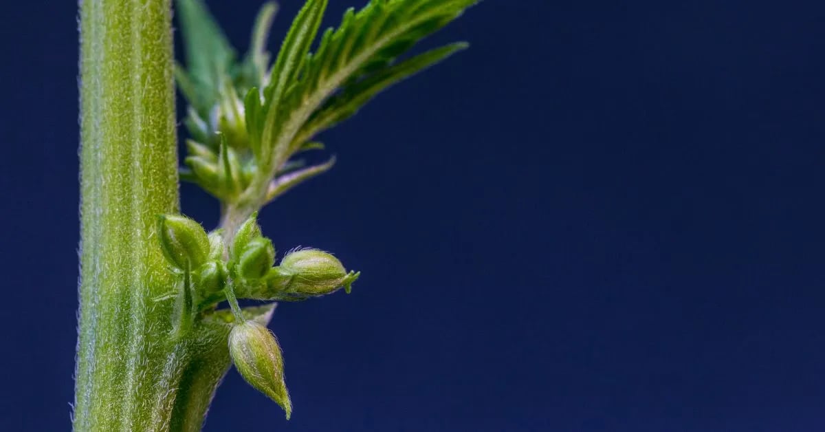 Pollensäcke an einer Cannabispflanze