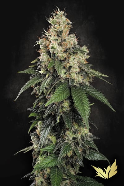 Allkush