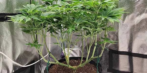Mainline cannabis plant image