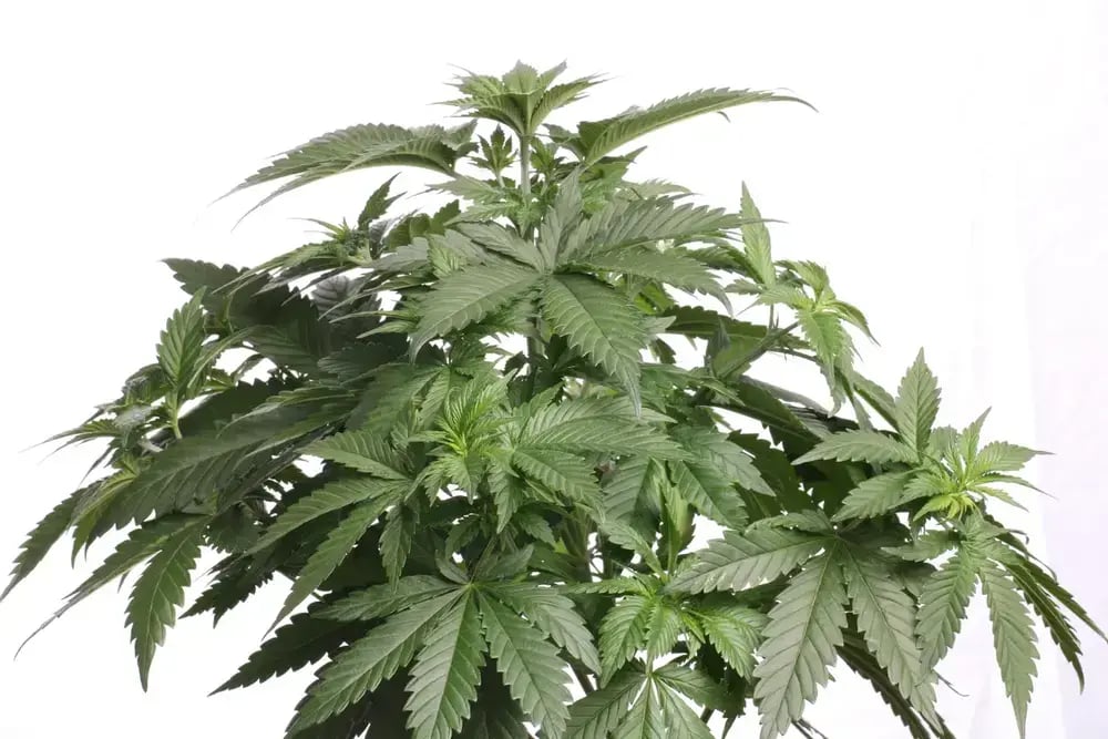 Die Entwicklungsphasen von Cannabis - eine Pflanze in der Wachstumsphase.