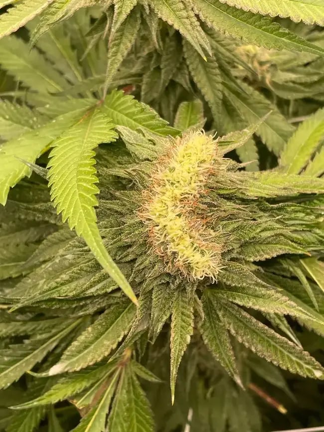Cannabis mutant -fasciation