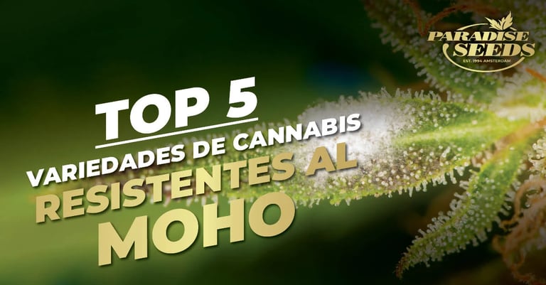 5 mejores variedades de cannabis resistentes a los hongos