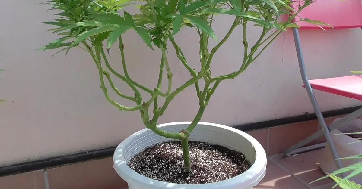 Un plant de cannabis cultivé en extérieur après la technique du « lollipopping »