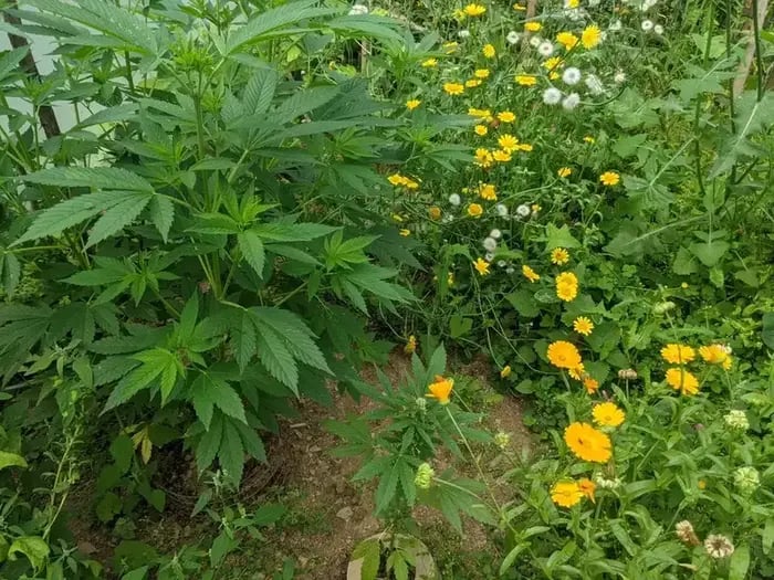 Czech cannabis legalization garden growing.
