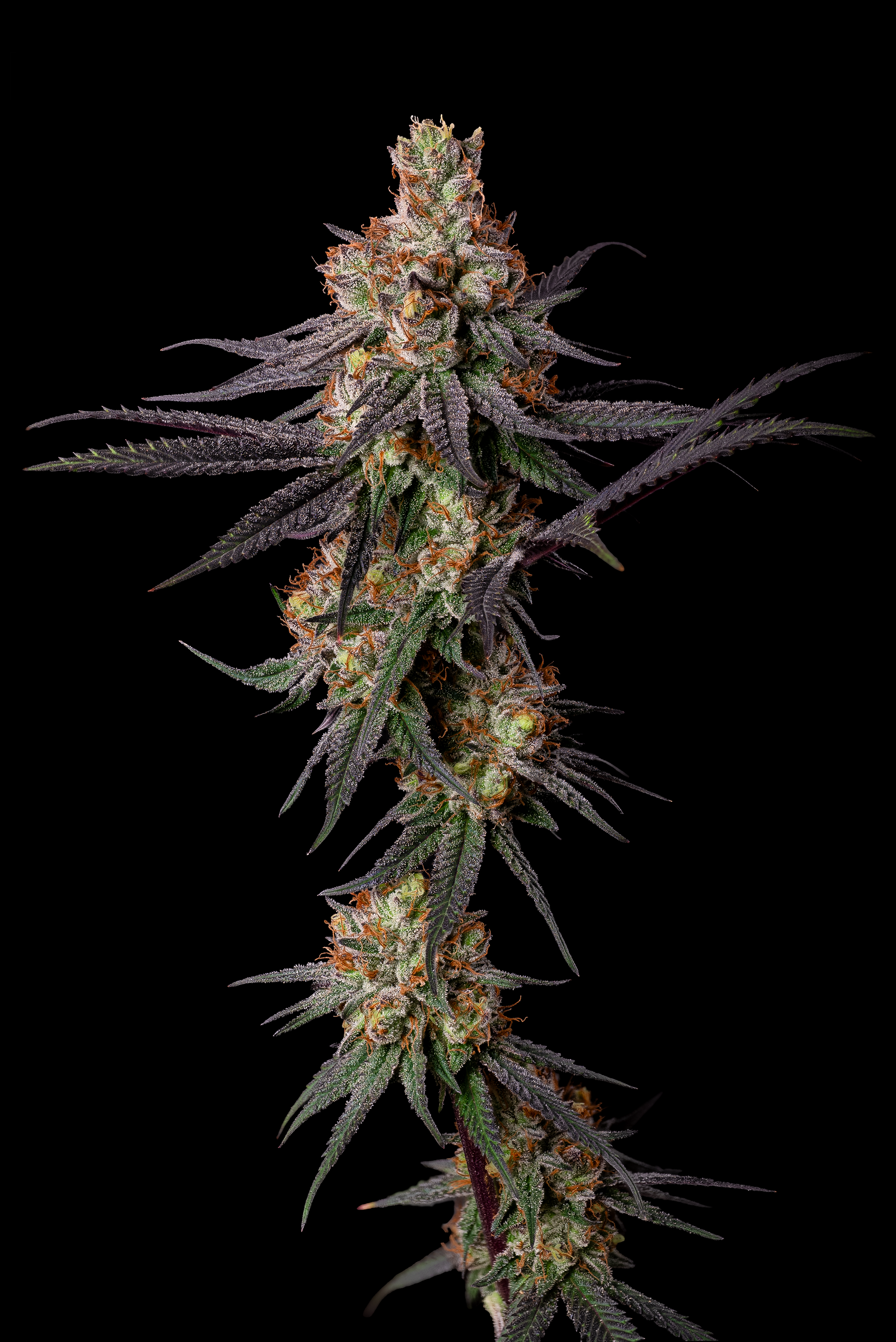 Gulupa cannabis plant, by Paradise Seeds