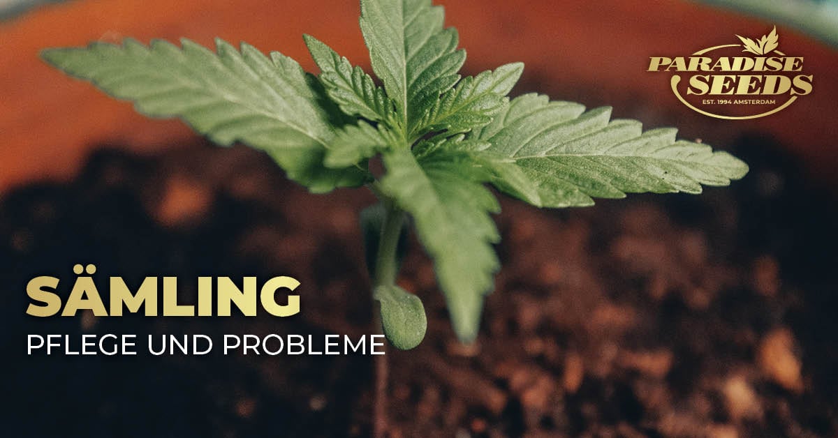 Die Sämlingsphase der Cannabispflanze