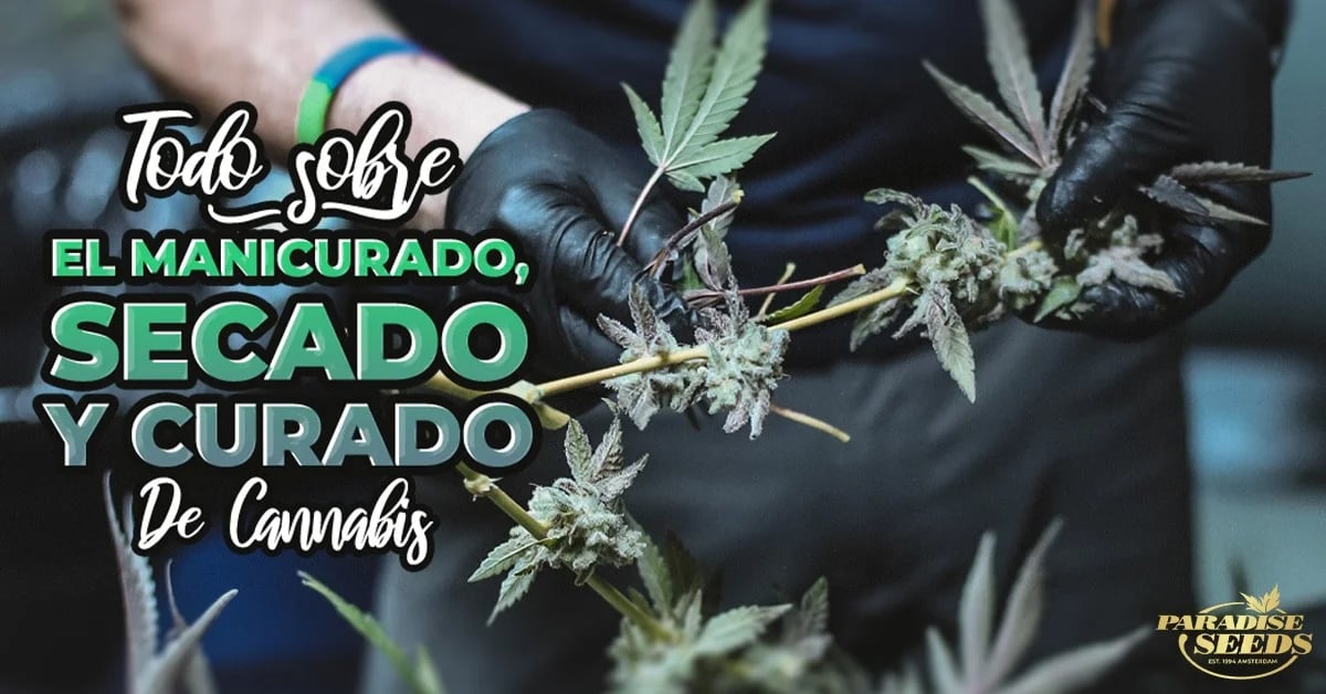manicurado secado y curado de cannabis
