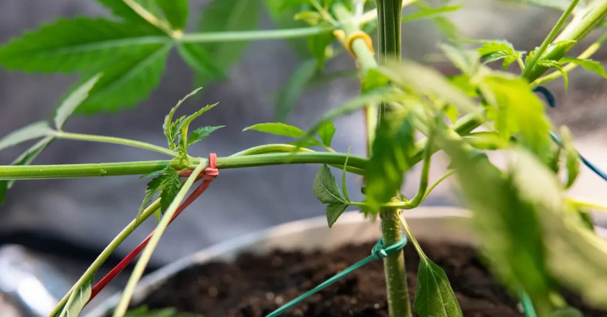 Cannabis LST und HST-Techniken: LST-Technik 