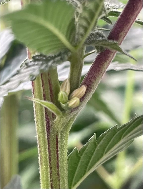 Plante de cannabis hermaphrodite