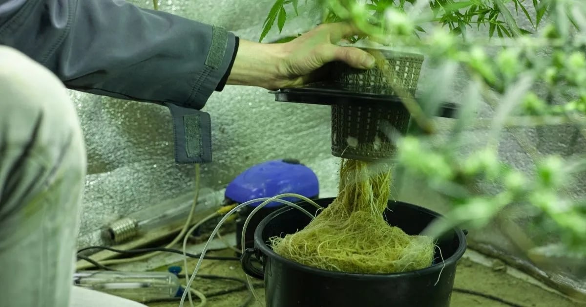 Roots on a hydro system plant
