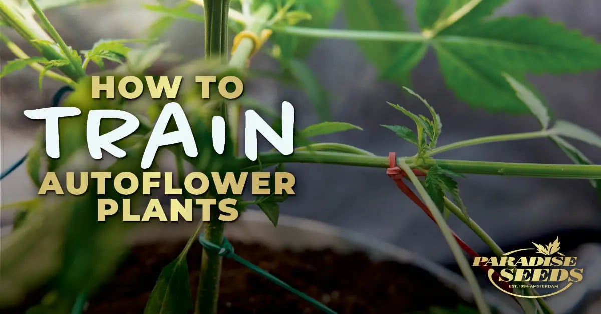 Cómo entrenar plantas autoflorecientes