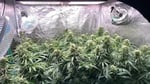 Atomical Haze cannabis plants with oscillating fans for air circulation
