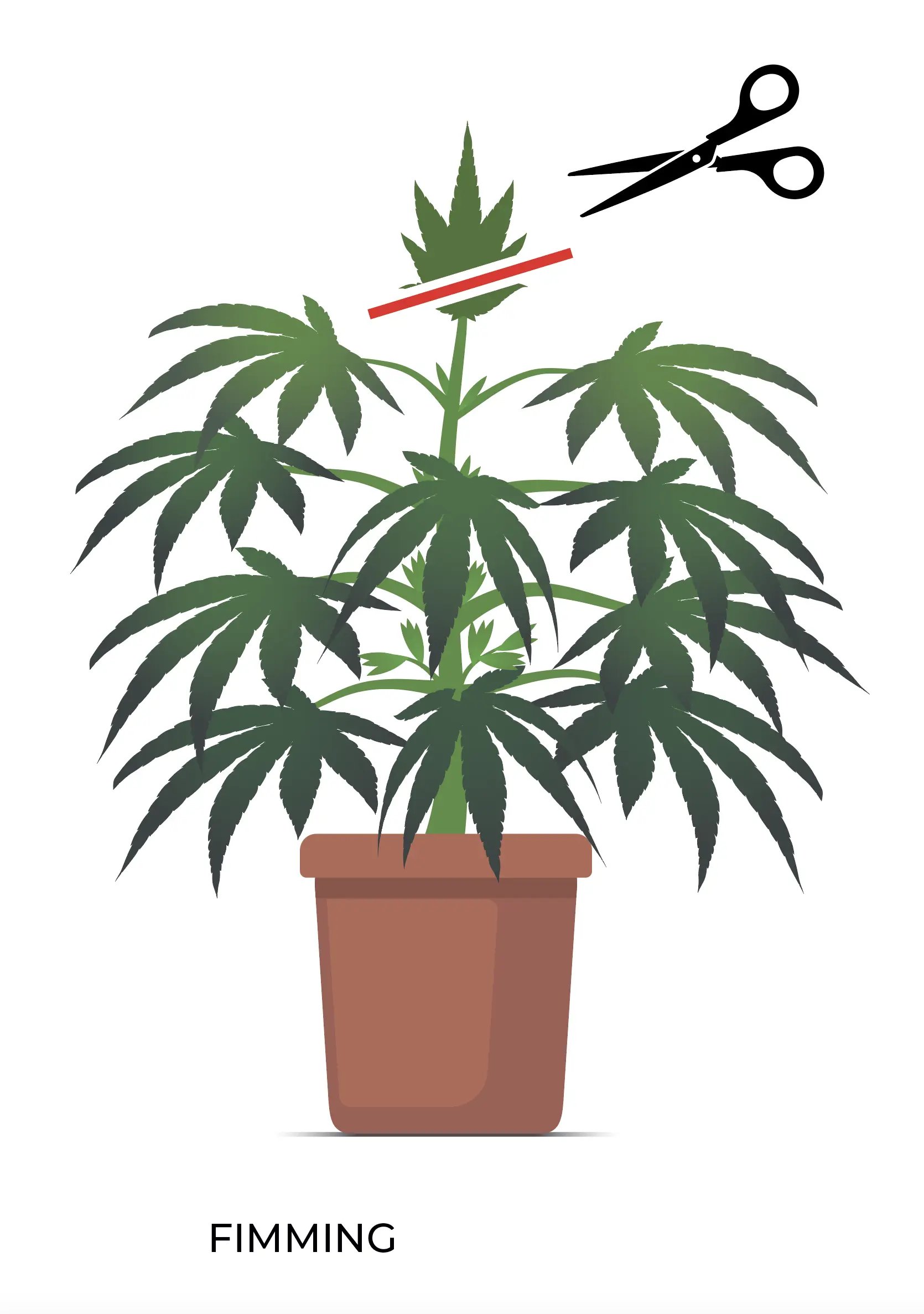 Leitfaden zum Fimming infographic 