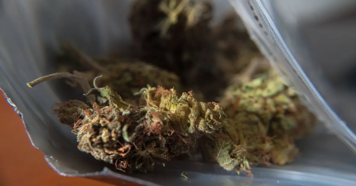 Cannabis microbial health risk 