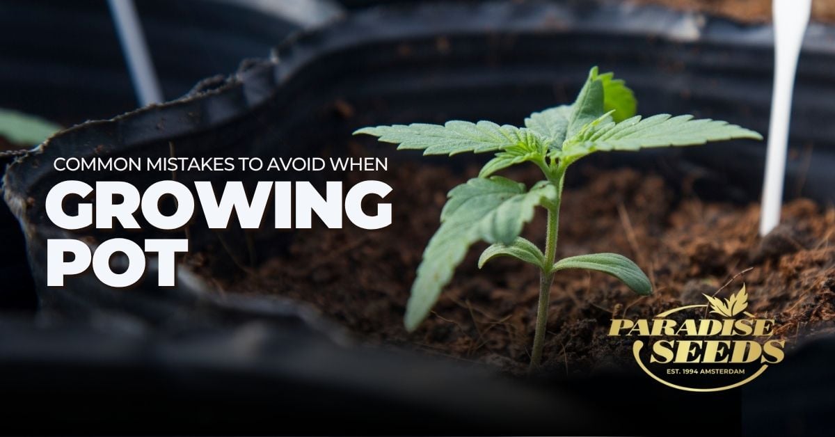 Growing pot, common mistakes article artwork