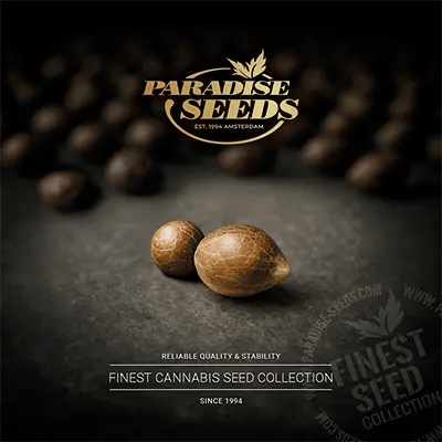 Catalogo inglese Paradise Seeds 2025