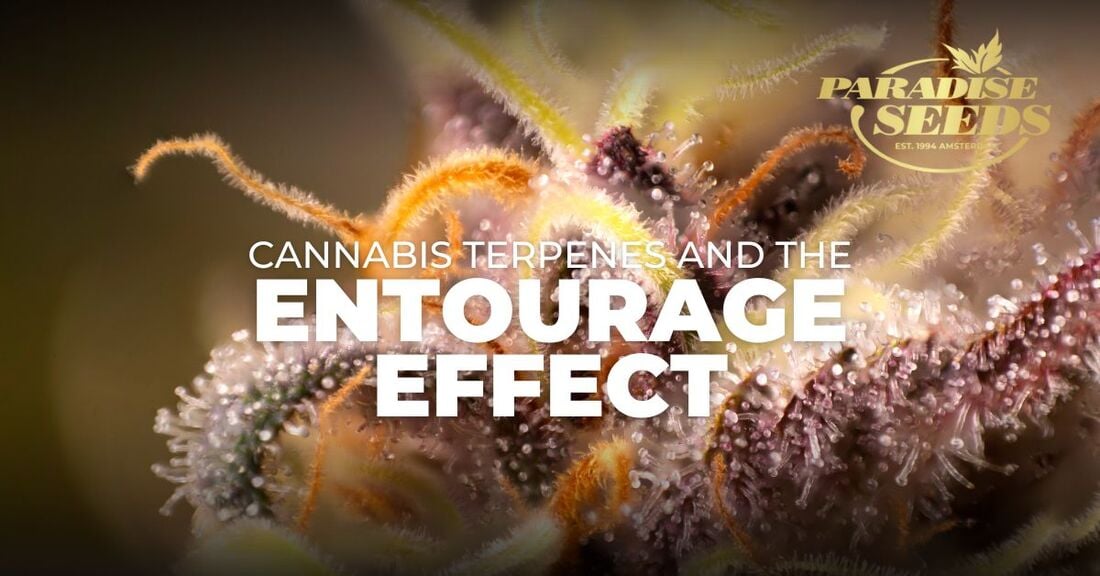cannabis terpènes entourage effet couverture
