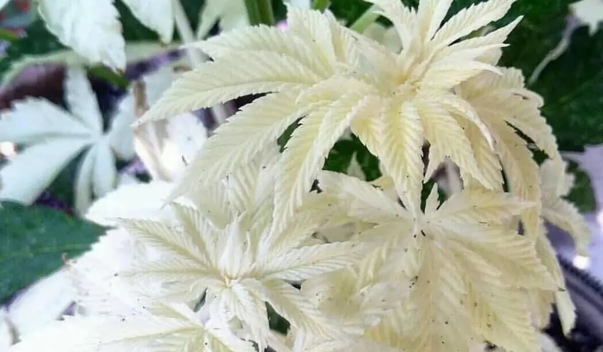 Albino Cannabis Mutatie