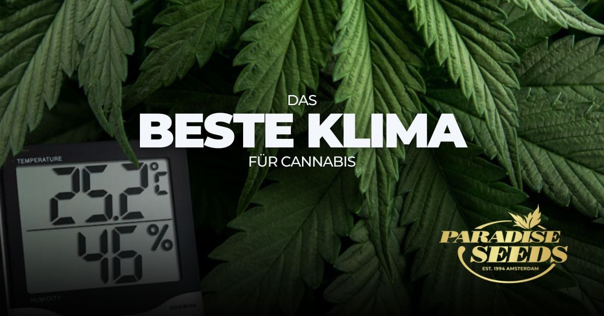 Cannabis climate settings cover artwork Deutsch