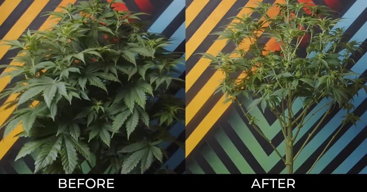 Comparaison visuelle « lollipopping » d'une plante de cannabis : avant et après  