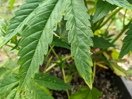 Blatt mit Cannabis-Nährstoffüberschuss