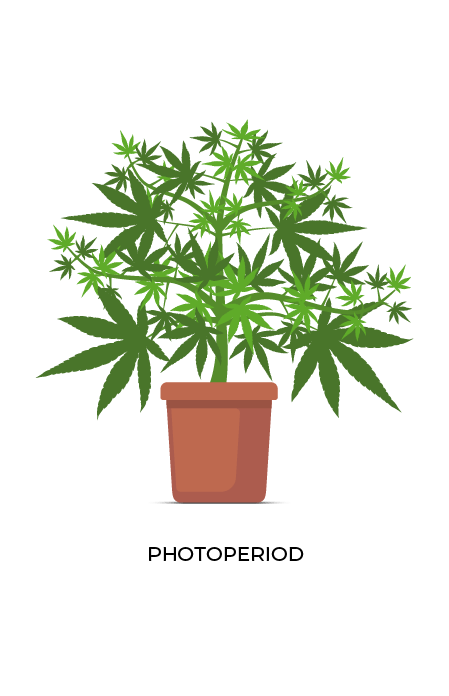 Photoperiod cannabis plant diagram.