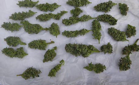 Outdoor Cannabis Samen Autoflower Ernte