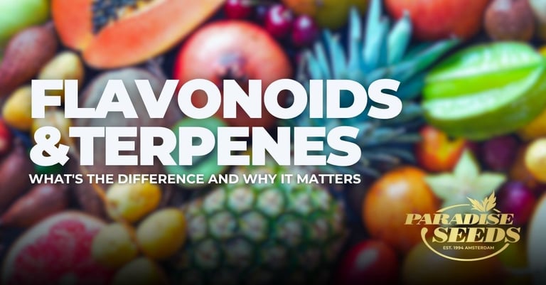 Flavonoïdes et terpènes, la différence et son importance