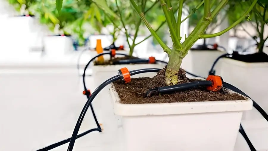 Irrigation system for cannabis
